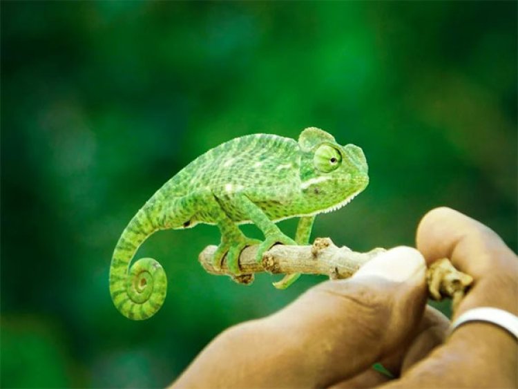 New multicolor 3D printing technology is inspired by chameleons, says study