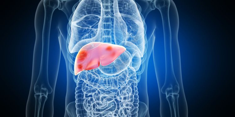 Research shows how oestrogen protects against fatty liver