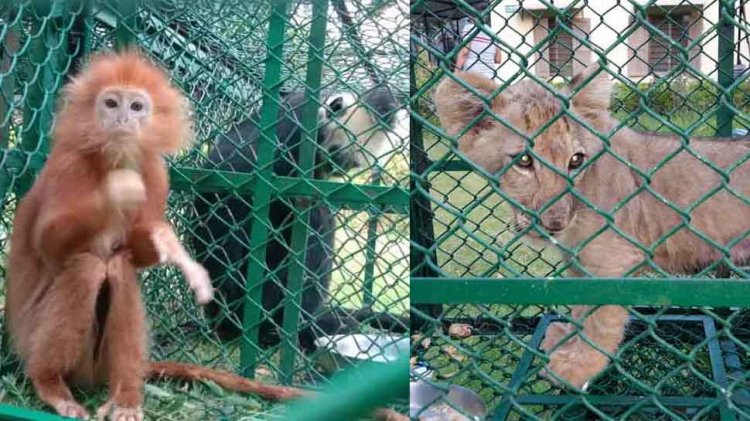 One lion cub, three langurs rescued in city