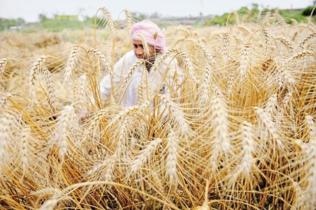 Rs 12,305cr disbursed so far to farmers under PM-KISAN scheme