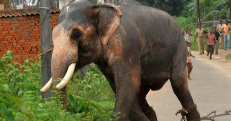 Woman killed by wild elephant in C'garh