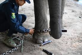 Captive elephants experience stress: Study