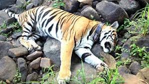 MP: Tigress found dead in Sanjay Tiger Reserve