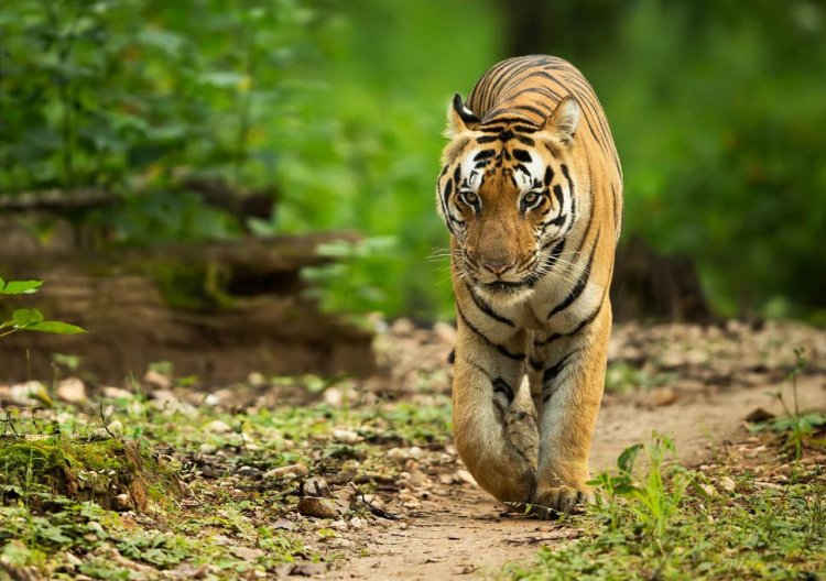 Tiger on prowl in MIHAN: forest officials