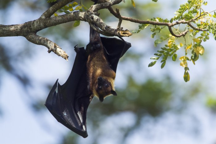 Bat coronavirus found in two Indian bat species: Study