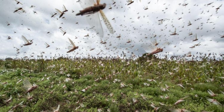 Chances of locusts reaching Karnataka remote: minister