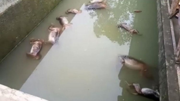 13 monkeys found dead on reservoir in Assam