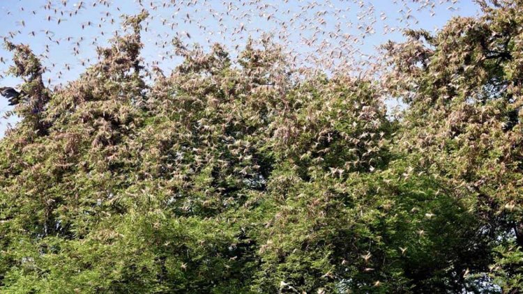 ASI Tackles the Locust Swarms in Delhi