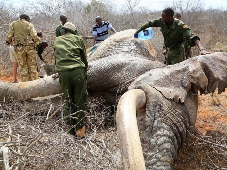 Mysterious Elephant Deaths in Botswana