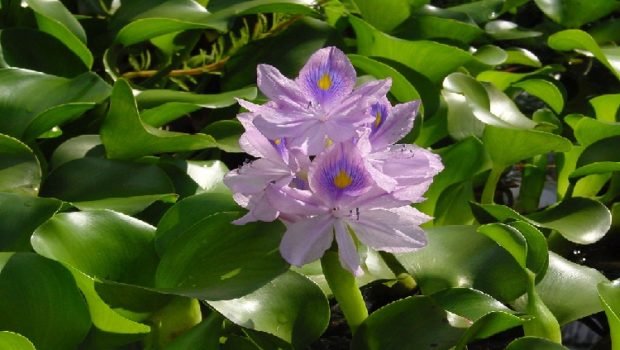 Bengal women make 'rakhis' from water hyacinth