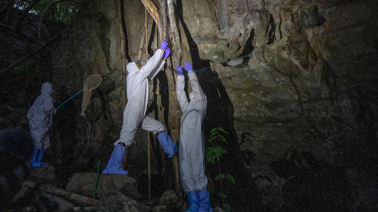 Thailand scientists trek in countryside, catch bats to trace coronavirus origins