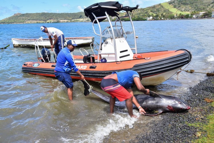 Dolphins are dying in Significant Numbers after Mauritius Oil Spill