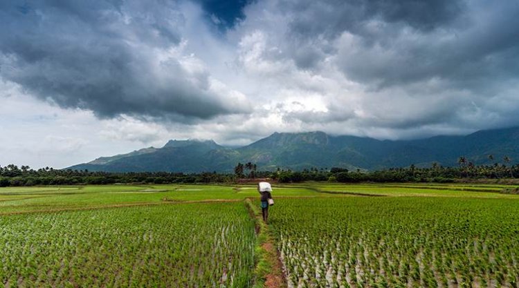 India’s Monsoon Rains Proves To Be A Boon For The Farmers