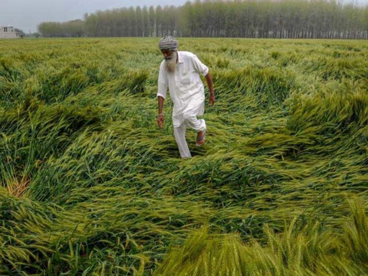 Retreating monsoon rains worry paddy farmers in Maha