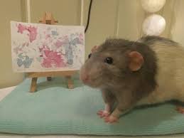New “Rodents Revealed” Project Exposes Just How Talented Mice and Rats Truly Are