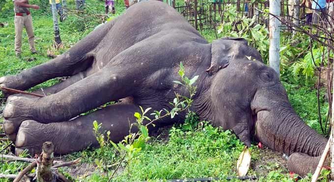 Elephant electrocuted to death in Bengal