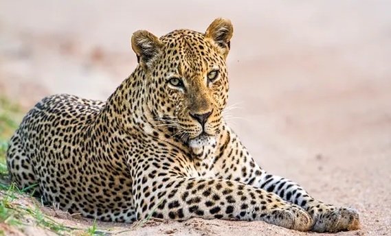 Leopard found dead in C'garh's Barnawapara sanctuary