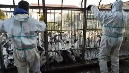 10,500 birds will be culled in Kottayam to contain avian flu spread