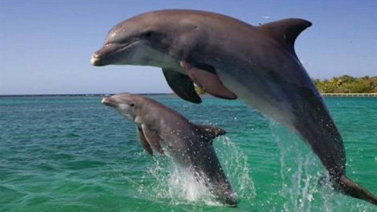 Dolphin population in Odisha's Chilika Lake rises to 156