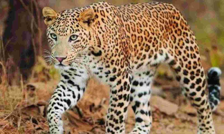 Leopard killed, meat consumed; 5 arrested