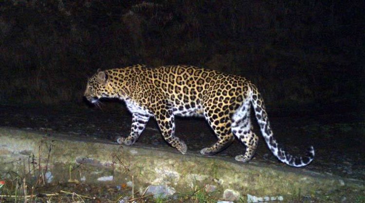 Gujarat: Leopard found dead near Ahmedabad